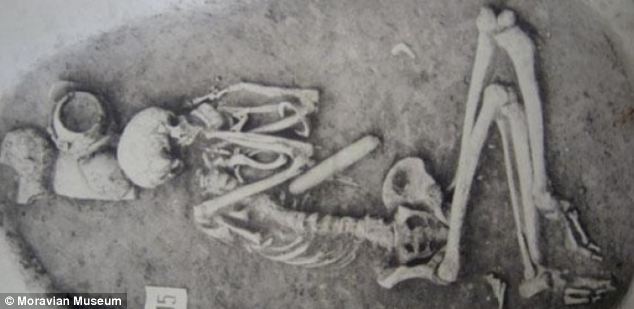 The study looked at skeletons dating back to around 5,300 BC with the most recent to 850 AD - a time span of 6,150 years. Pictured is an early Neolithic (approximately 4000 - 5000 BC) 35-40 year old male from Vedrovice, Czech Republic which was analysed as part of the research